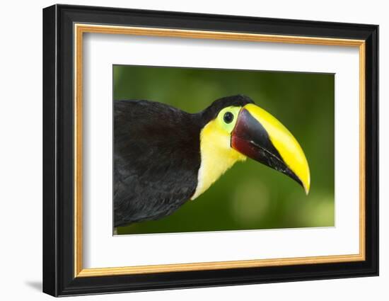 Chestnut-Mandibled Toucan-Mary Ann McDonald-Framed Photographic Print