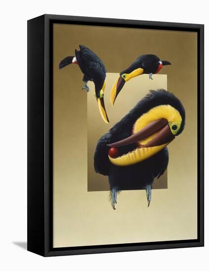 Chestnut-Mandibled Toucans-Harro Maass-Framed Premier Image Canvas