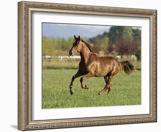 Chestnut Mare Running in Paddock, Longmont, Colorado, USA-Carol Walker-Framed Photographic Print