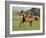 Chestnut Mare Running in Paddock, Longmont, Colorado, USA-Carol Walker-Framed Photographic Print