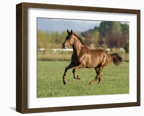 Chestnut Mare Running in Paddock, Longmont, Colorado, USA-Carol Walker-Framed Photographic Print