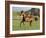 Chestnut Mare Running in Paddock, Longmont, Colorado, USA-Carol Walker-Framed Photographic Print