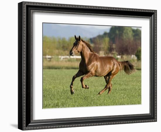 Chestnut Mare Running in Paddock, Longmont, Colorado, USA-Carol Walker-Framed Photographic Print