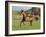 Chestnut Mare Running in Paddock, Longmont, Colorado, USA-Carol Walker-Framed Photographic Print