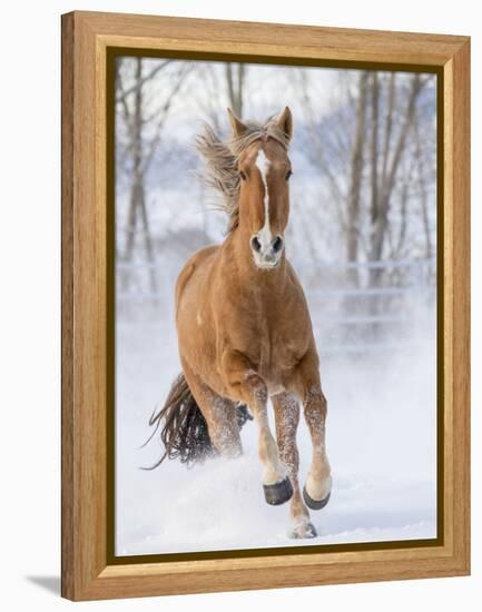 Chestnut Mustang Running In Snow, At Ranch, Shell, Wyoming, USA. February-Carol Walker-Framed Premier Image Canvas