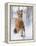 Chestnut Mustang Running In Snow, At Ranch, Shell, Wyoming, USA. February-Carol Walker-Framed Premier Image Canvas