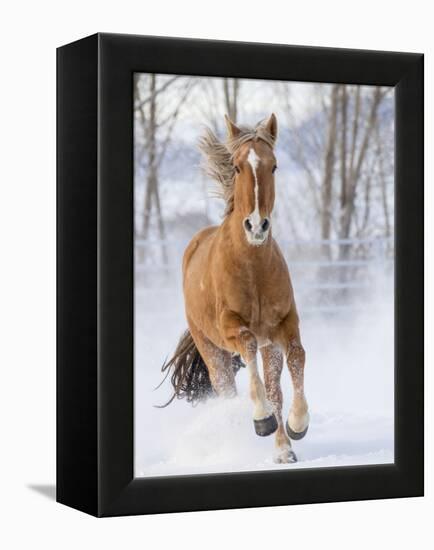 Chestnut Mustang Running In Snow, At Ranch, Shell, Wyoming, USA. February-Carol Walker-Framed Premier Image Canvas