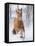 Chestnut Mustang Running In Snow, At Ranch, Shell, Wyoming, USA. February-Carol Walker-Framed Premier Image Canvas