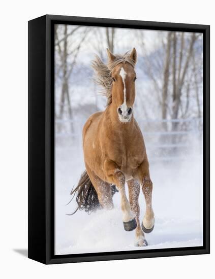 Chestnut Mustang Running In Snow, At Ranch, Shell, Wyoming, USA. February-Carol Walker-Framed Premier Image Canvas