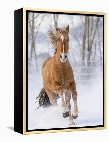 Chestnut Mustang Running In Snow, At Ranch, Shell, Wyoming, USA. February-Carol Walker-Framed Premier Image Canvas