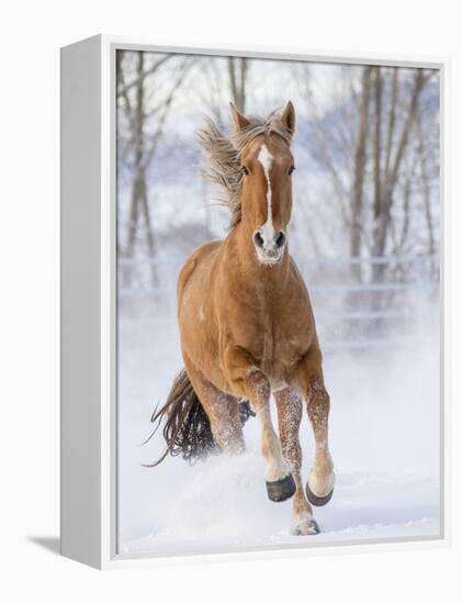 Chestnut Mustang Running In Snow, At Ranch, Shell, Wyoming, USA. February-Carol Walker-Framed Premier Image Canvas