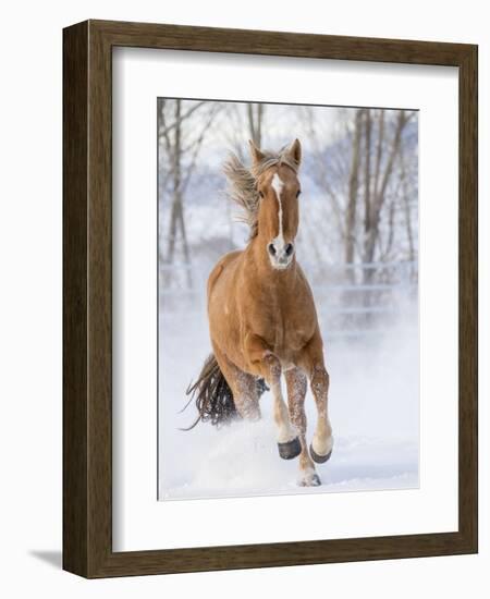 Chestnut Mustang Running In Snow, At Ranch, Shell, Wyoming, USA. February-Carol Walker-Framed Premium Photographic Print