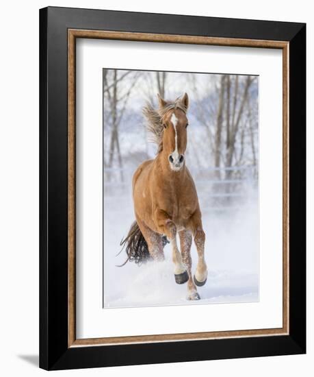 Chestnut Mustang Running In Snow, At Ranch, Shell, Wyoming, USA. February-Carol Walker-Framed Premium Photographic Print