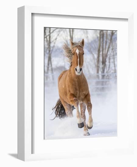 Chestnut Mustang Running In Snow, At Ranch, Shell, Wyoming, USA. February-Carol Walker-Framed Premium Photographic Print