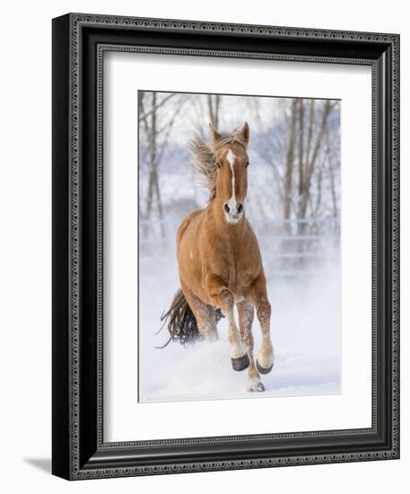 Chestnut Mustang Running In Snow, At Ranch, Shell, Wyoming, USA. February-Carol Walker-Framed Premium Photographic Print