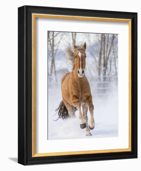 Chestnut Mustang Running In Snow, At Ranch, Shell, Wyoming, USA. February-Carol Walker-Framed Premium Photographic Print