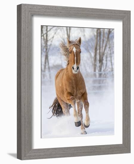 Chestnut Mustang Running In Snow, At Ranch, Shell, Wyoming, USA. February-Carol Walker-Framed Photographic Print