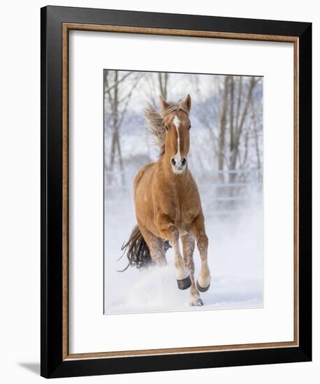 Chestnut Mustang Running In Snow, At Ranch, Shell, Wyoming, USA. February-Carol Walker-Framed Photographic Print