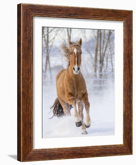 Chestnut Mustang Running In Snow, At Ranch, Shell, Wyoming, USA. February-Carol Walker-Framed Photographic Print