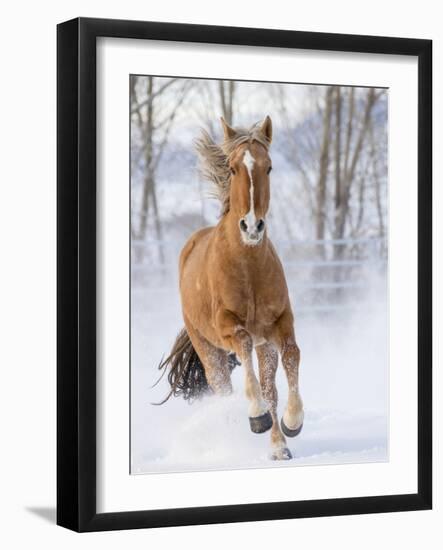 Chestnut Mustang Running In Snow, At Ranch, Shell, Wyoming, USA. February-Carol Walker-Framed Photographic Print