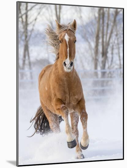 Chestnut Mustang Running In Snow, At Ranch, Shell, Wyoming, USA. February-Carol Walker-Mounted Photographic Print