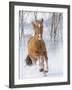 Chestnut Mustang Running In Snow, At Ranch, Shell, Wyoming, USA. February-Carol Walker-Framed Photographic Print