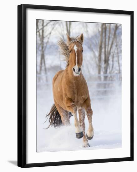 Chestnut Mustang Running In Snow, At Ranch, Shell, Wyoming, USA. February-Carol Walker-Framed Photographic Print