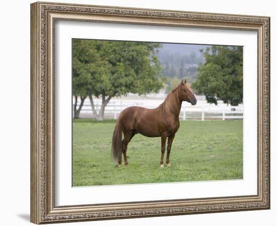 Chestnut Paso Fino Stallion, Ojai, California, USA-Carol Walker-Framed Photographic Print