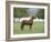 Chestnut Paso Fino Stallion, Ojai, California, USA-Carol Walker-Framed Photographic Print