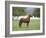 Chestnut Paso Fino Stallion, Ojai, California, USA-Carol Walker-Framed Photographic Print