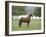 Chestnut Paso Fino Stallion, Ojai, California, USA-Carol Walker-Framed Photographic Print