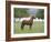 Chestnut Paso Fino Stallion, Ojai, California, USA-Carol Walker-Framed Photographic Print