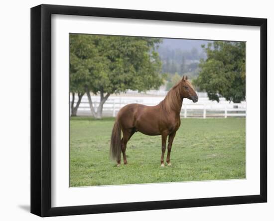 Chestnut Paso Fino Stallion, Ojai, California, USA-Carol Walker-Framed Photographic Print