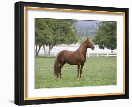 Chestnut Paso Fino Stallion, Ojai, California, USA-Carol Walker-Framed Photographic Print