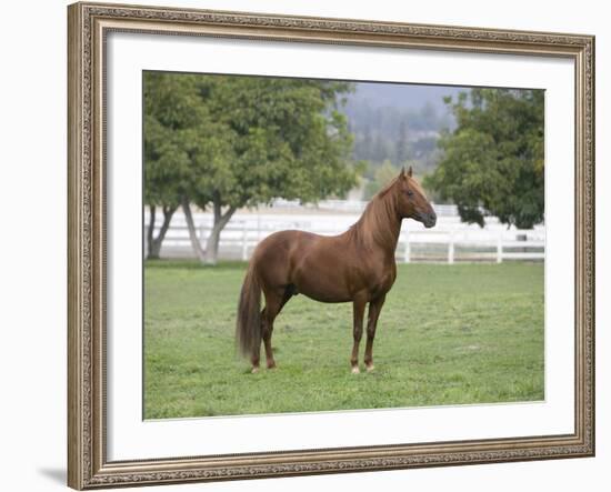 Chestnut Paso Fino Stallion, Ojai, California, USA-Carol Walker-Framed Photographic Print