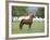 Chestnut Paso Fino Stallion, Ojai, California, USA-Carol Walker-Framed Photographic Print