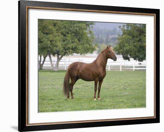 Chestnut Paso Fino Stallion, Ojai, California, USA-Carol Walker-Framed Photographic Print