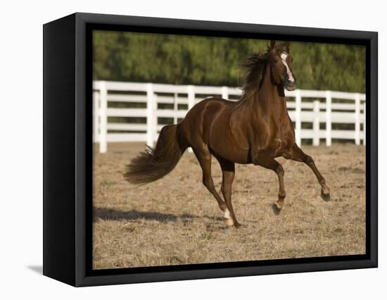 Chestnut Peruvian Paso Stallion Cantering in Field, Ojai, California, USA-Carol Walker-Framed Premier Image Canvas