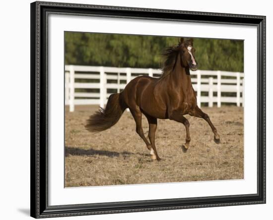 Chestnut Peruvian Paso Stallion Cantering in Field, Ojai, California, USA-Carol Walker-Framed Photographic Print