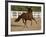 Chestnut Peruvian Paso Stallion Cantering in Field, Ojai, California, USA-Carol Walker-Framed Photographic Print