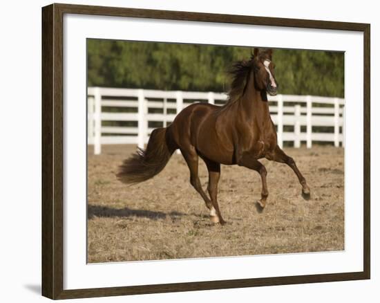 Chestnut Peruvian Paso Stallion Cantering in Field, Ojai, California, USA-Carol Walker-Framed Photographic Print