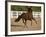 Chestnut Peruvian Paso Stallion Cantering in Field, Ojai, California, USA-Carol Walker-Framed Photographic Print