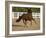 Chestnut Peruvian Paso Stallion Cantering in Field, Ojai, California, USA-Carol Walker-Framed Photographic Print