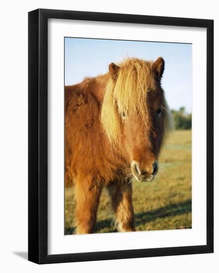Chestnut Shetland Pony, Fritham, New Forest, England, UK-Pearl Bucknell-Framed Photographic Print