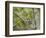 Chestnut-sided Warbler, Magee Marsh Wildlife Area, Oregon, Ohio-Maresa Pryor-Framed Photographic Print