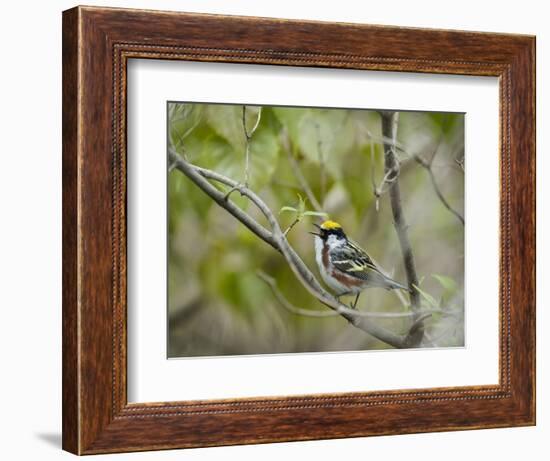 Chestnut-sided Warbler, Magee Marsh Wildlife Area, Oregon, Ohio-Maresa Pryor-Framed Photographic Print