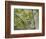 Chestnut-sided Warbler, Magee Marsh Wildlife Area, Oregon, Ohio-Maresa Pryor-Framed Photographic Print