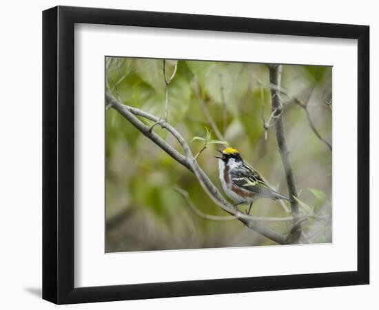 Chestnut-sided Warbler, Magee Marsh Wildlife Area, Oregon, Ohio-Maresa Pryor-Framed Photographic Print