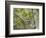 Chestnut-sided Warbler, Magee Marsh Wildlife Area, Oregon, Ohio-Maresa Pryor-Framed Photographic Print