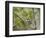 Chestnut-sided Warbler, Magee Marsh Wildlife Area, Oregon, Ohio-Maresa Pryor-Framed Photographic Print